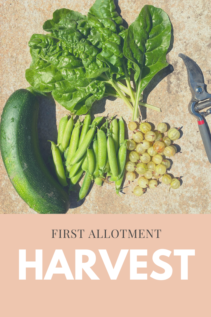 Our first Allotment Harvest