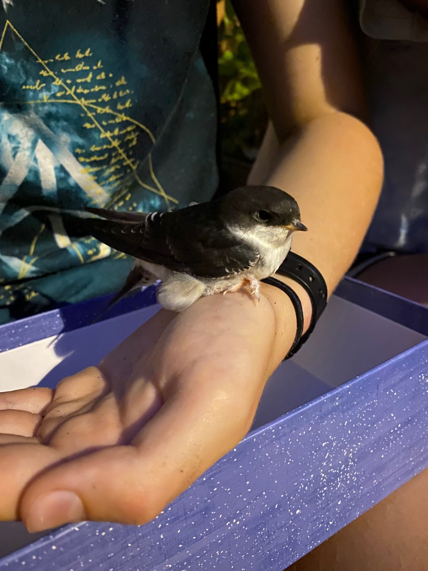 Rescuing a baby House Martin chick.