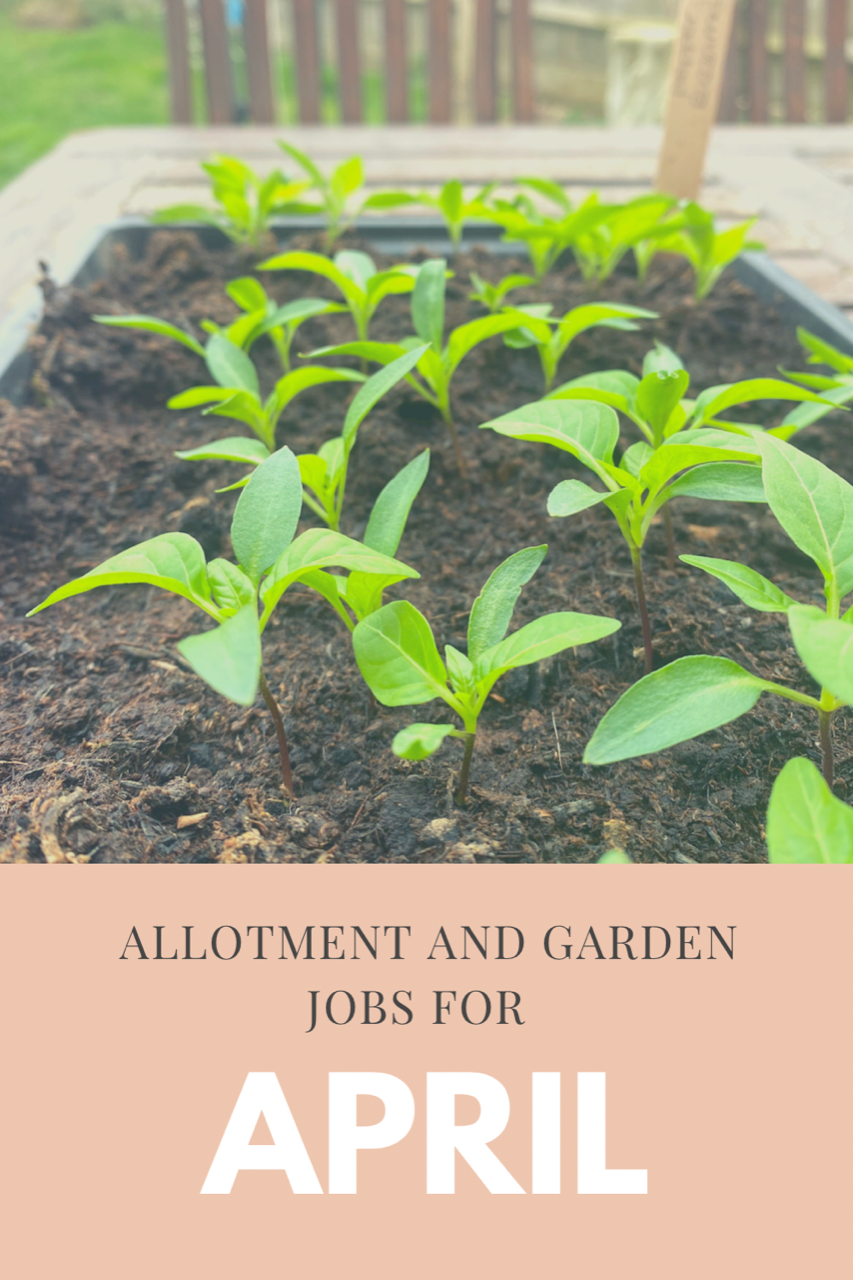 This Months jobs at the allotment or garden – April