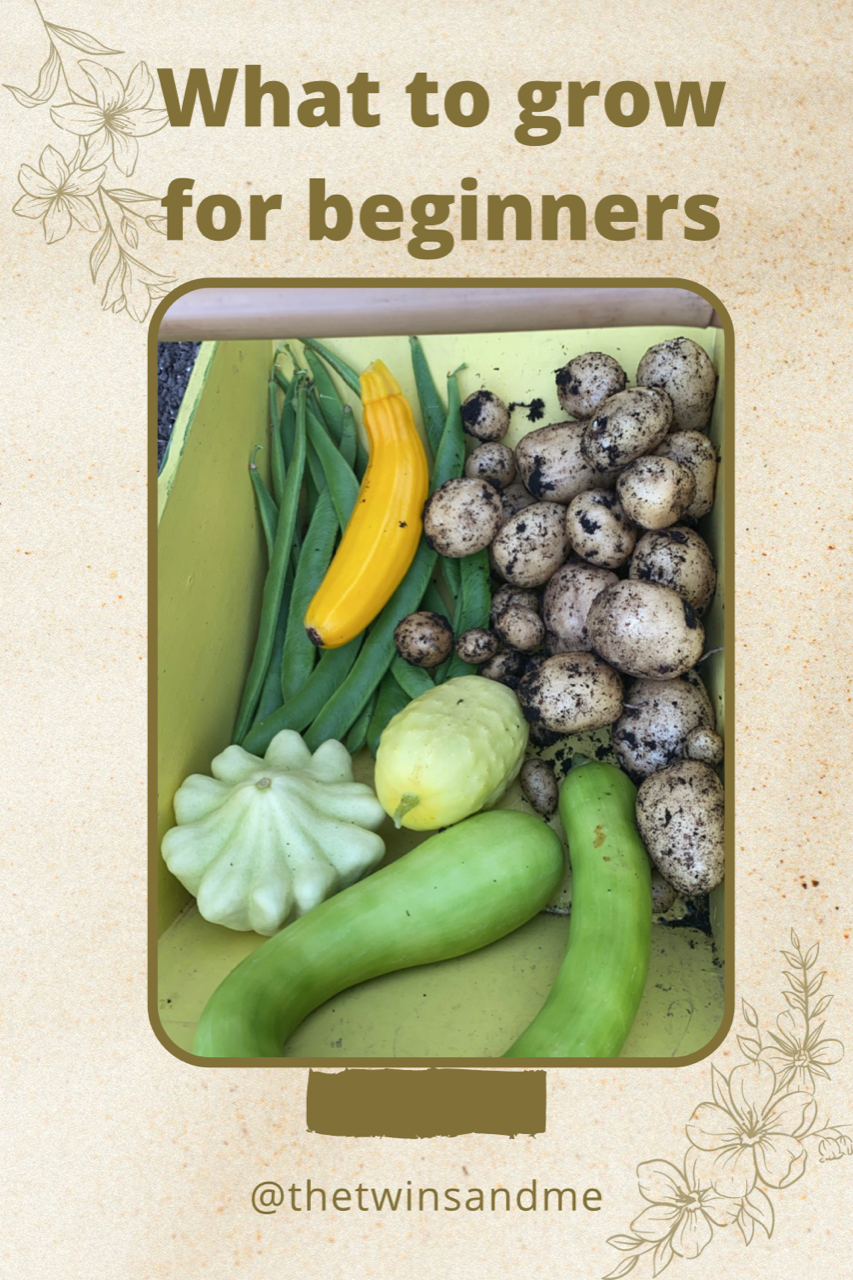 What Food To Grow For Beginners